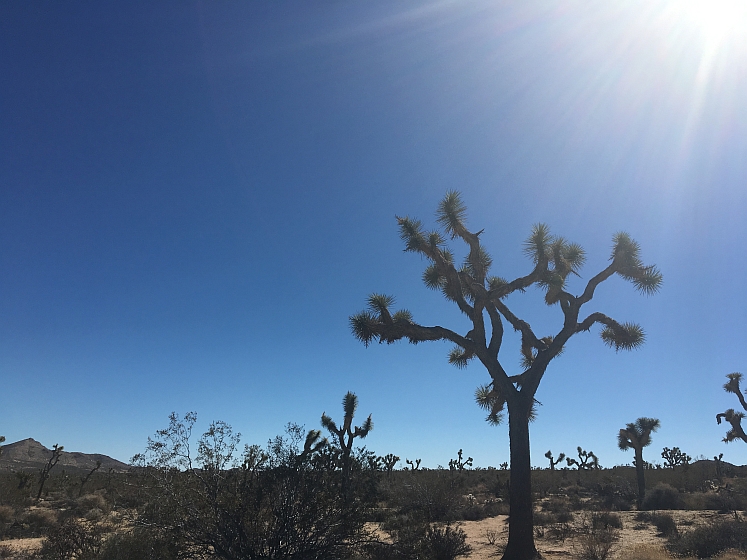 Joshua Tree NP